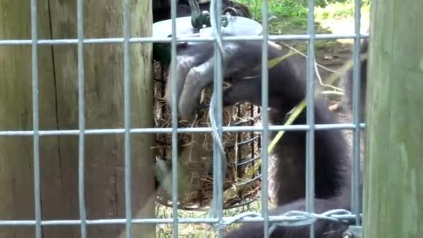 Gorilla Chews Grass Summer Day — стоковое видео