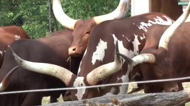 Herd African Bulls Gathered Together — Stockvideo