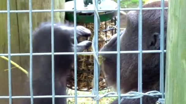 Gorilla Chewing Grass Alternate Angle — стоковое видео