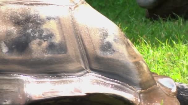 Close Large Tortoise — стоковое видео
