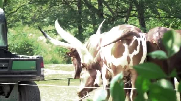 Herd African Bulls Gathered Together — Stok video