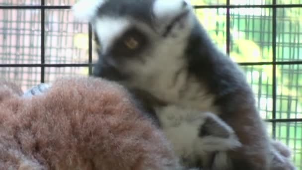 Two Ring Tailed Lemurs Sitting Branch — Wideo stockowe