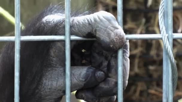 Closeup Large Hand Gorilla — Vídeo de Stock