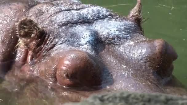 Closeup Large Hippo Cooling Water — стоковое видео