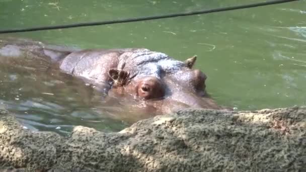 Closeup Large Hippo Submerged Water — 图库视频影像