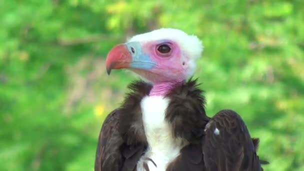 Closeup View Turkey Vulture — Stock video