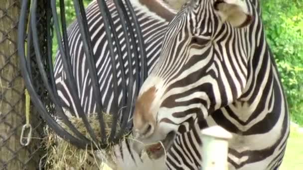 Zebra Chews Leaves Hot Sun — Wideo stockowe