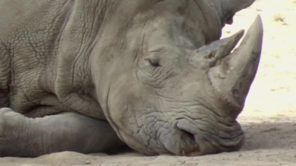 Large African Rhino Lies Hot Sun — стоковое видео