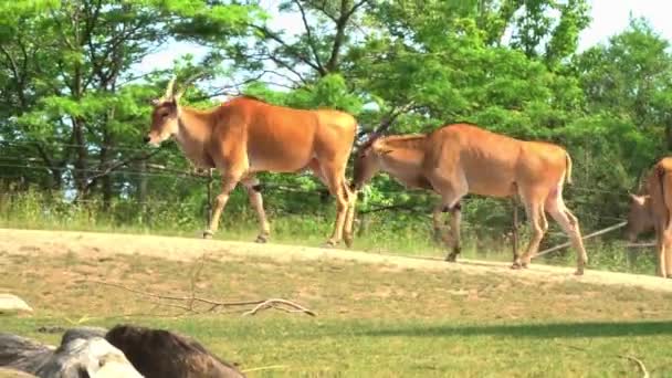 Herd Wild Antelope — Stok video