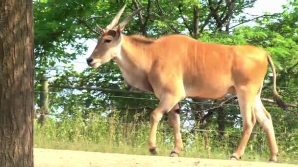 Lone Antelope Grazing Hot Sun — Stock Video