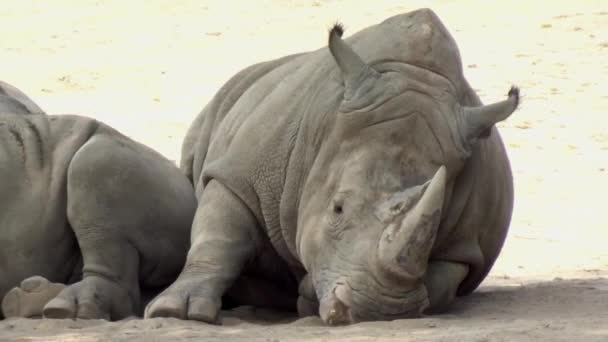 Large African Rhino Alternate Angle — стоковое видео
