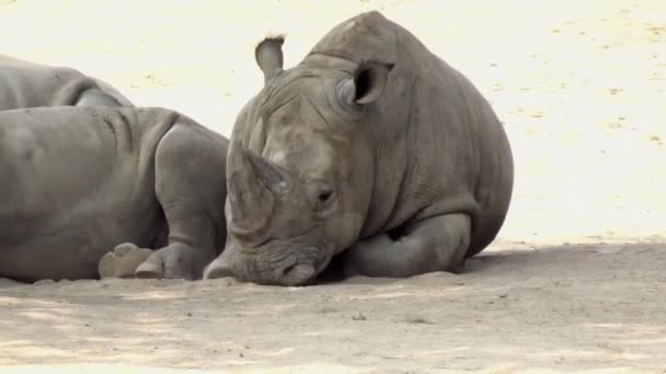 Large African Rhino Hot Sun — стоковое видео