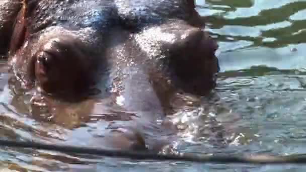 Large Hippo Cooling Water Closeup — Stockvideo