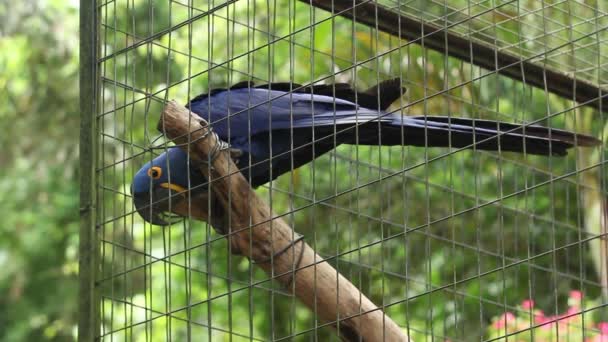 Wide Shot Blue Color Parrot Perching Bird Cage — Wideo stockowe