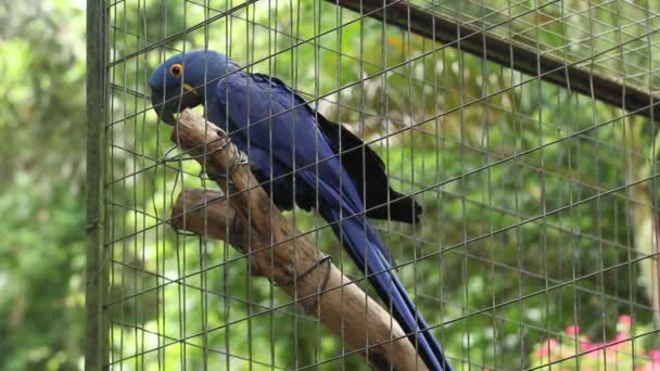 Wide Shot Blue Color Parrot Perching Bird Cage — Video