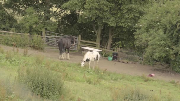 Landscape Horses Grazing Countryside Pasture — Stock Video