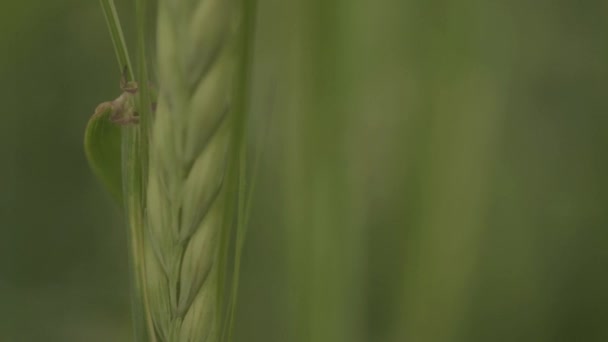 Growing Green Wheat Detailed Macro — ストック動画