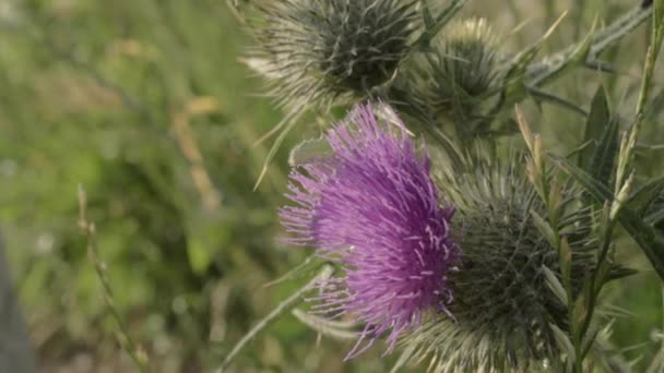 Close Thistle Growing Wild — Wideo stockowe