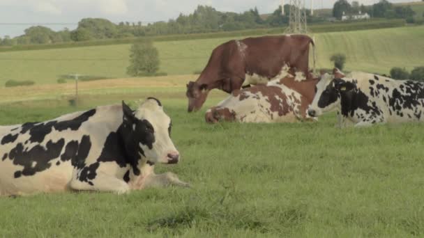 Friesian Cows Grazing Rural Farmland — Vídeos de Stock