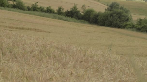 Paysage Des Champs Blé Dans Yorkshire Terres Agricoles — Video