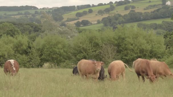 Stado Krów Brązowych Czarnych Wypasanych Użytkach Rolnych Yorkshire — Wideo stockowe