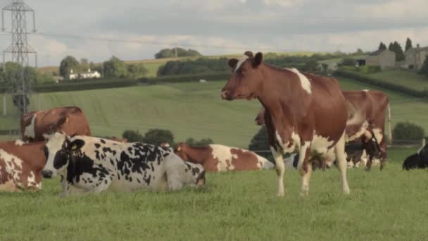Herd Friesian Cow One Looks Camera — Stockvideo