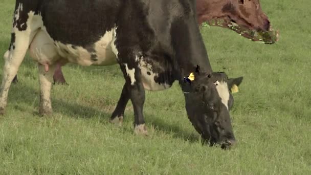 Friesian Cow Brown Cow Grazing Field — Vídeos de Stock