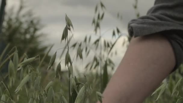 Inspecting Crop Oats — Video Stock