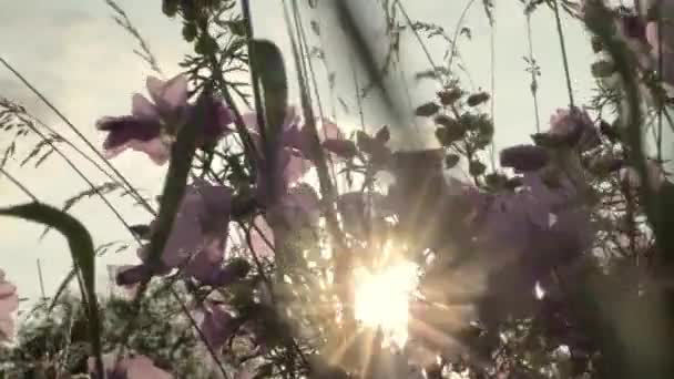 Field Pink Flowers Countryside Meadow Blowing Summer Breeze — Stockvideo