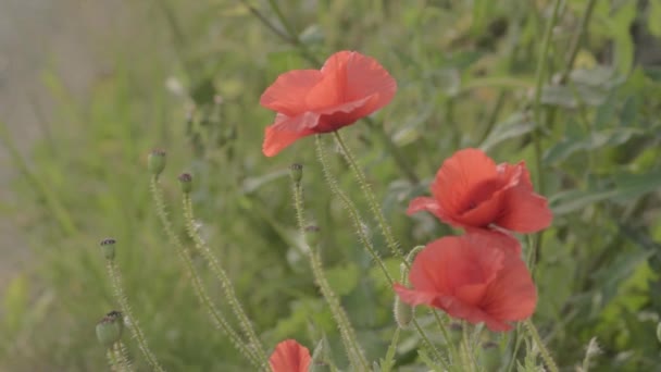 Red Poppies Growing Wild Countryside — Αρχείο Βίντεο