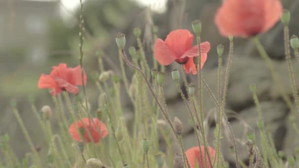 Red Poppies Growing Wild Rural Village — Video