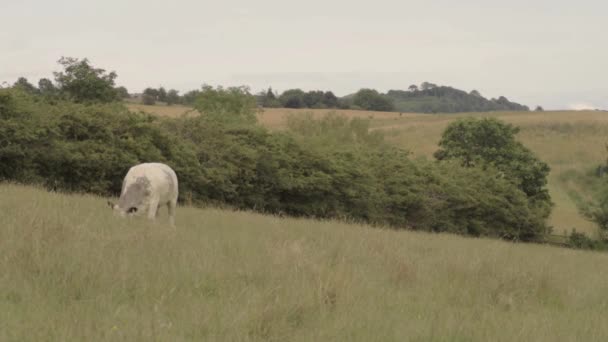 Single White Cow Grazes Yorkshire Farmland — Αρχείο Βίντεο