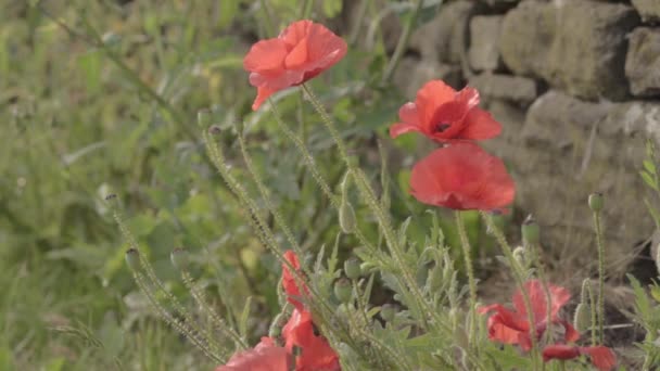 Red Poppies Growing Wild Stone Wall — Αρχείο Βίντεο