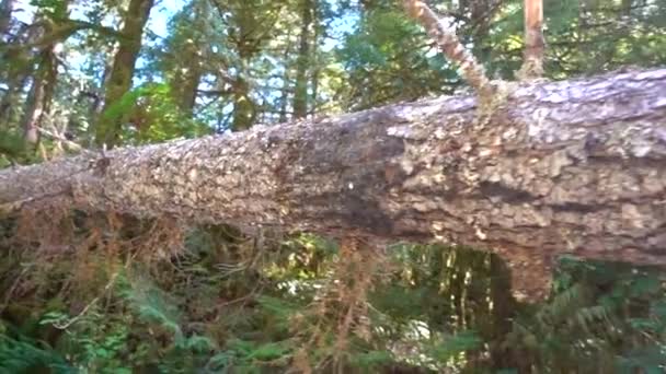 Roger Creek Hole Wall Vancouver Island — Αρχείο Βίντεο