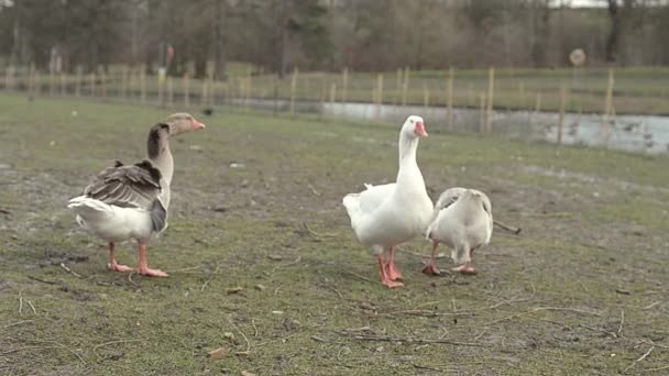 Three Geese River — Stockvideo