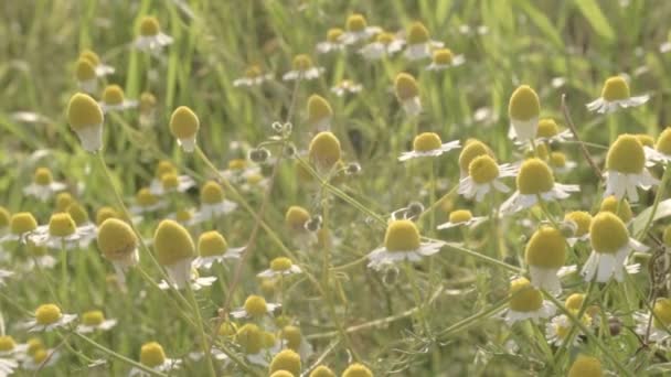 Field Daisies Summer Sunshine — Vídeos de Stock