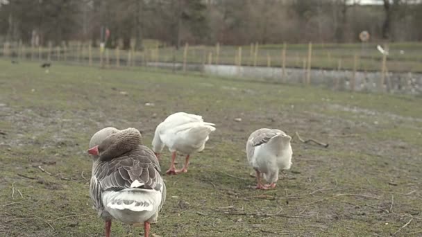 Three Geese Feeding River — Stock video