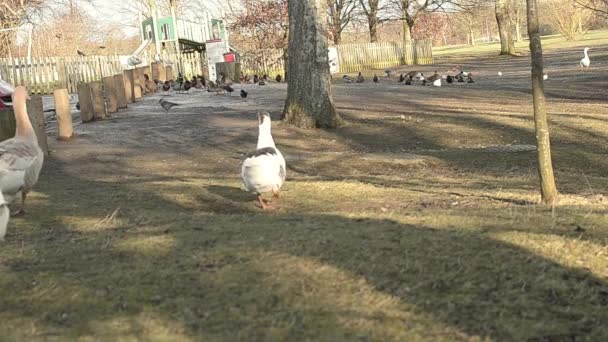 Landscape Park Ducks Geese — Αρχείο Βίντεο