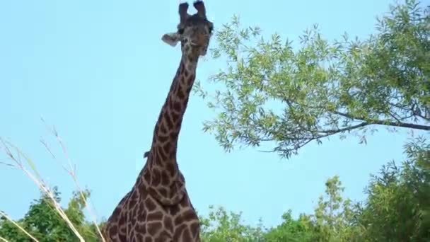 Pair Giraffes Grazing Sun — 비디오