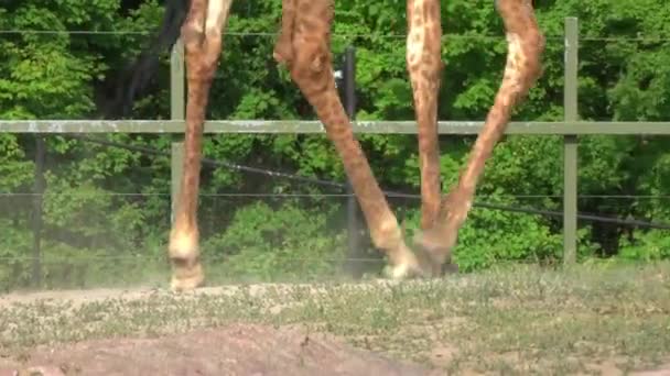 Closeup Giraffe Legs Walking Motion — ストック動画