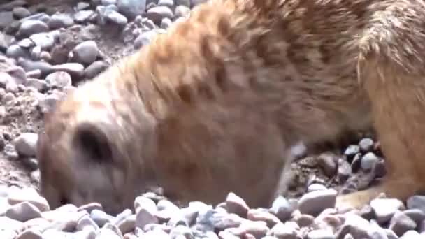 Closeup Meercat Digging Gravel — Stock Video