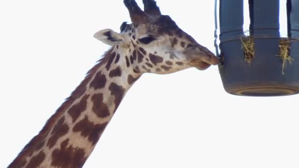 Feeding Giraffe Close — Stock Video