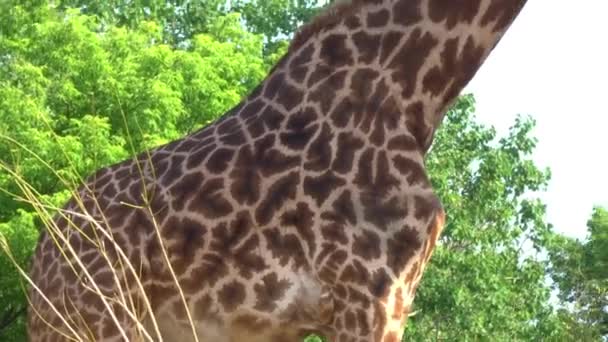 Closeup Giraffe Grazing Sun — Vídeos de Stock