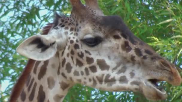 Close Giraffe Chewing — Stock Video