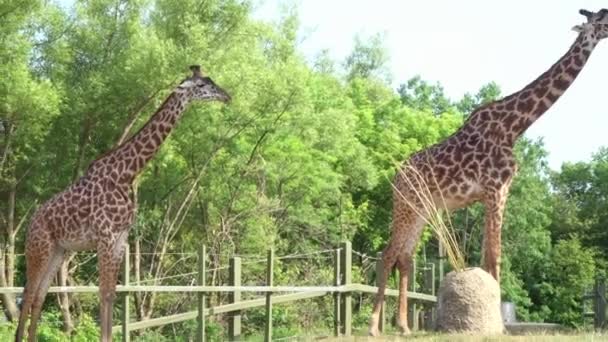 Pair Giraffes Grazing Sun — Vídeos de Stock