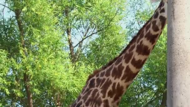 Closeup Giraffe Feeding — Stock video