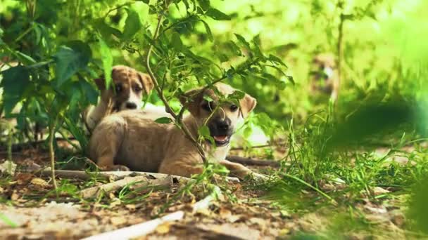 Close Two Little Puppies Living Street Asia Hiding Bush Sunny — стоковое видео