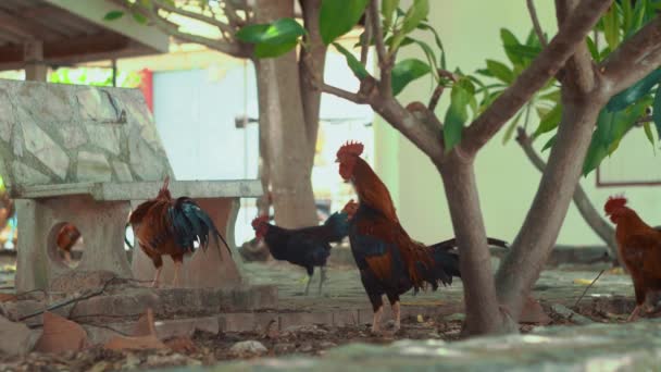 Close Many Hen Walking Thai Temple Territory Outdoors Sunny Day — Stockvideo