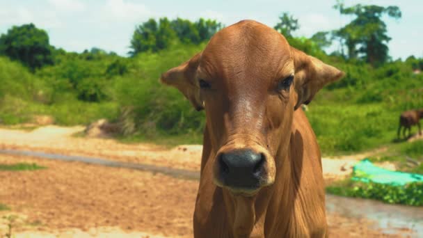 Close Brown Cow Outdoors Sunny Day Thailand Looking Camera Licking — Stok video