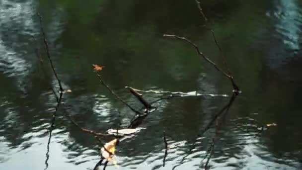 Close Dragonfly Branches Sticking Out Lake Asia Cloudy Afternoon — Vídeo de Stock